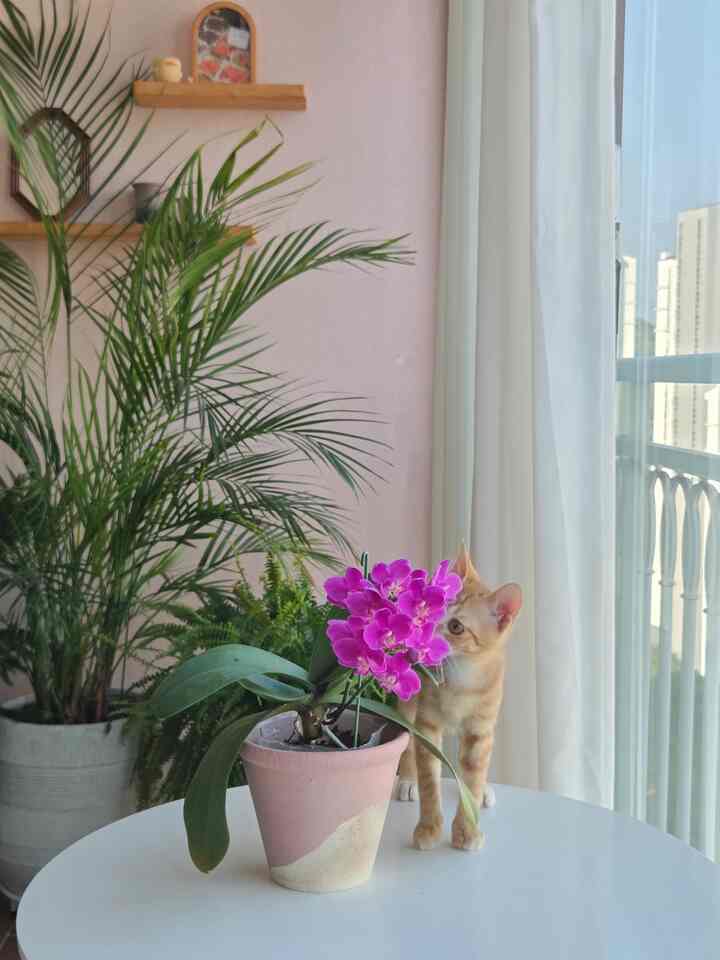 🌸胡蝶蘭の花がほとんど咲きました。
胡蝶蘭はゆっくりと花が咲き、ゆっくりと
きれいな姿を長持ちする花なので本当にきれいです。

昔はただ開業式、昇進花だけで考えたのに
育ててみるととても魅力がありました〜
花が進んだ後に葉だけがある姿が少し退屈かもしれませんが、
待つほど来る幸せも大きいです💗

🐱ナナはベランダ庭園が好き（？）です。
（木を開けて…土を掘る…休暇にドリブル…窓の外を見てください）

さあ、選ばれてベランダヒーリングを楽しみたいです〜

#コンスープ記録集 #ニャン執事 #植物育成
＃トゥインクルガーデン＃ベランダガーデン＃ホームガーデン
