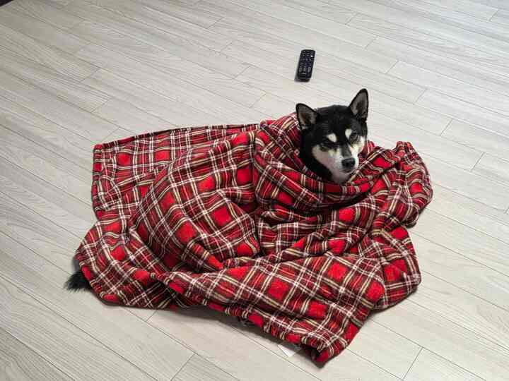 一日中雨が降る今日
散歩しながら雨に合った私たちの奉仕守って？
袋が一番好きな毛布


#リビングインテリア #リビング飾り #リビング小道具 
＃ペットの動物＃ペット犬＃ペットと一緒に住んでいる家＃ペットの犬 
＃メッパル＃メープル歓迎 
＃私は歓迎します。
＃コミュニケーション＃コミュニケーション＃コミュニケーション歓迎 
＃今日のガーデン＃今日の私たちの家＃今日のシーンカット＃柴犬