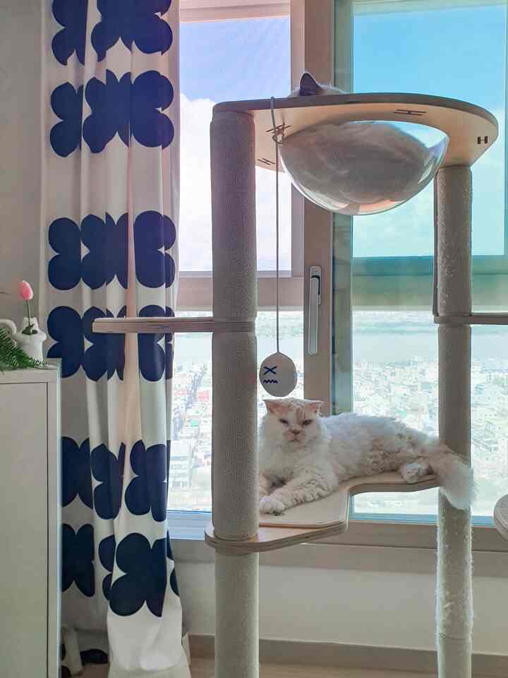 #キャットタワーおすすめ #ガトブランコ
「猫がキャットタワー何を買うべきか？」
執事の宿題のようなこの悩みに
3年以上使用し、猫も執事も満足する
ガトブランコルナキャットタワーおすすめです。

足場が広くて2頭が上がる空間的余裕があり、
猫なら本能的に探る最上段に
透明ハンモックとバスケット2つを取り付けることができます。
多妙家庭配列の戦いを必要とせずに一緒に利用できます。

台座もちょっと丈夫で、ニャンニが走って上がっても
安定して支えます
広い足場のおかげで、階層ごとにとても上手に使いました。

Aラインで作られた猫キャットタワーを使用して
ガトブランコルナキャットタワーに変わった
二人が仲良く使い、毎日遊び場として利用する様子
本当によく買った家事おすすめの1位になりたいです。
何よりインテリアを乗り越えないデザインもちゃん！

この製品が発売された後、似たようなキャットタワーがたくさんありました。
広くて丈夫でシンプルな感覚は援助に従わないと思います。
今後もチュチュがよく使う姿を見てみましょう。

＃猫キャットタワー
