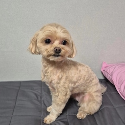 가족사진 찍으려고 미용했어요 ◡̈ 
복실복실 털이 짧아져도 귀여워요 ꯁ
#예쁜템최고야 ² #콘수프기록집 #맞팔 #친구해요 #침구 #침구세트 #픽켄드 #강아지 #아르르 #방석 #강아지방석 #이불세트 #이불 #베개커버 #커버 #베개 #거실 #침실 #침실꾸미기 #반려동물과함께사는집 #펫테리어 #갱얼쥐 #반려동물 #댕댕이 #미용 #침대 #침실인테리어 #침대꾸미기 #강아지미용 #사진