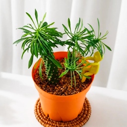 🪴 아침 이슬로 시작하는 가드닝🌱
눈을 뜨면 제일 먼저 식물들에게 아침 인사를 건네요.
하나씩 살펴보며 목마른 아이들에게 물도 챙겨주고요.
이 아이는 괴마옥인데, 키만 쑥쑥 자라고 옆으로는 
영 시원찮아 잘라서 삽목해 키우고 있어요.
그런데 작은 가지에서도 새 잎이 하나둘 올라오네요.
잘 자라주는 모습이 어찌나 예쁜지 자꾸 들여다보게 됩니다.
오늘의 가든에서 수확한 커피나무도, 수경재배로 키우는
고구마도 제법 예쁘게 자라고 있어요.
여름을 지나 조금 지친 식물들도 아침마다 살펴주다 보면 
다시 생기를 찾겠지요.
거창한 가드닝은 아니지만 오늘도 작은 초록이들과 함께 
싱그러운 아침을 시작합니다. 🌱
#식집사는너무바빠 #콘수프기록집 #오늘의가든
#마사토 #괴마옥 #커피나무 #식물고정기
#플랜테리어 #식집사일상 #일상공유 #일상기록 
#취미생활 