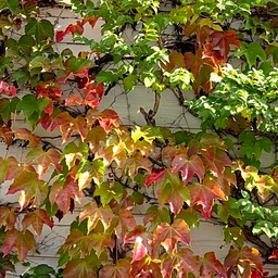 🍂 가을이 곱게 물들었어요 🍁
건물 벽을 타고 올라간 담쟁이를 보니
정말 가을이 왔나 봐요.
초록과 빨간 잎이 섞여 있는 모습이 어찌나 예쁜지
한참을 바라보게 되더라고요.
햇살이 하얀 벽에 드리운 그림자까지 예뻐서
잠시 걸음을 멈추고 바라봤답니다.
바쁜 하루 속에서도
이렇게 예쁜 가을을 만나는 순간이 참 좋네요.
여러분도 길을 걷다 예쁘게 물든 단풍을 만나면
잠시 걸음을 늦춰보세요~♡
#오늘의가든 #콘수프기록집 #가을 #단풍