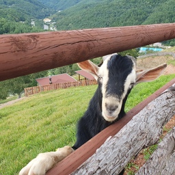 그 포즈 뭐야아~~~😆
귀여운 산양 🐏 
#콘수프기록 #오늘의기록 #일상기록 
#여행모음집 #여행기록 #여행사진 
#오늘의가든 #몽트랑산양목장 #산양
#강원도여행 #태백 #나가놀아요 