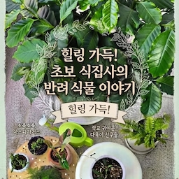 #인테리어노하우
#콘수프기록집
가을은 식물 키우기 좋은 계절이네요 👍🪴🍀
#베란다꾸미기 #베란다활용법 #베란다인테리어 #구축극복기 #베란다정원 #식집사성장기 #초보식집사 #키우기쉬운식물 #아스파라거스 #나누스 #화산석화분 #콩란 #부처팟 #보스턴고사리 #보스톤고사리 #호야 #행잉플랜트 #행잉화분 #커피나무 #오늘의가든 #오늘의가든친구 #자급자족 #소통 #맞팔 #플랜테리어 #화분추천 #취미생활 #힐링공간 