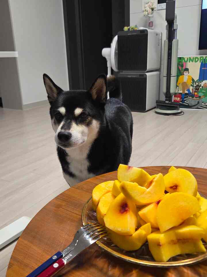 果物を食べずに欲だけを見てください




＃ペットと一緒に暮らす 
＃賢い消費＃賢い消費＃リビング家電＃リビングテーブル
＃リビングルーム＃リビングルームインテリア＃リビングルーム＃リビングルームビュー＃フルーツ
＃リビングスタイル＃今日の私たちの家＃今日の家＃今日の庭 
＃居心地の良い空間＃セルフインテリア＃インテリア＃ナドンナサン 
＃メッパル＃メープル歓迎 
＃コミュニケーション＃コミュニケーション＃コミュニケーション歓迎＃今日の家＃今日の私たちの家
