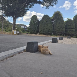등산 후 만난 귀여운 손님 🐈🤎
오늘 등산하고 잠시 쉬러 들른 카페에서 만난 고양이🐾
등산으로 지친 몸 달래러 들어갔다가 뜻밖의 귀여움에 제대로 힐링하고 왔어요ㅎㅎ
가만히 있어도 자꾸 눈길이 가고, 사진도 안 찍을 수가 없었던…🥹
산에서도 힐링하고 고양이한테도 힐링하고, 오늘 꽤 괜찮은 하루였네요🌿☕️
#등산 #등산일상 #주말등산 #가을등산 #산스타그램 #등산스타그램 #카페 #카페일상 #카페스타그램 #카페고양이 #고양이 #냥이 #고양이일상 #고양이사진 #냥스타그램 #힐링 #힐링일상 #소소한행복 #일상기록 #주말일상 #가을일상 #맞팔환영 #선팔환영 #소통환영1
