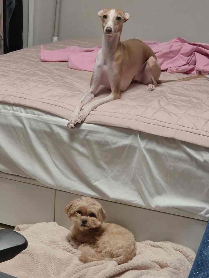 寝ている子犬二匹⍥
耳を覆った私たちの最初の
顔が歪んだ私たちの第二



#今日の私たちの家1 #可愛いデッキ #デッキ #マルチプ #イタリアグレイハウンド #アイズ #寝室インテリア #ベッド #寝室飾り #布団 #布団おすすめ #ベッド #収納ベッド