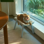 My Little Cat’s New Bed 🐈🤍
햇살이 잘 드는 창가에 무타를 위한 작은 침대가 생겼어요.

파이피의 포니 캣 베드는 부드러운 곡선이 매력적으로, 포인트 가구처럼 공간에 자연스럽게 어우러지는 디자인이에요.

고양이의 몸을 포근하게 감싸주는 커브형 구조에 폭신한 쿠션까지 더해져 쉬는 모습이 참 편안해보이죠!

튼튼한 철제프레임과 적당한 높이가 먼치킨이나 노묘에게도 부담 없을 것 같고 쿠션은 자석으로 고정되어 움직임에도 쉽게 밀리지 않아요.

무타 | 6kg
파이피 | 포니 캣베드 | 스카이블루

#예쁜템최고야 #콘수프기록집 #펫테리어 #펫가구 #고양이 #고양이침대 #캣베드 #파이피 #파이피포니캣베드