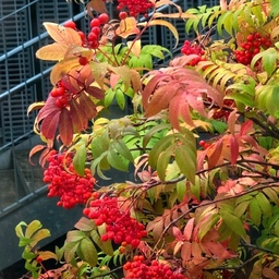 🍁 가을빛에 물든 마음 🍂
곱게 물든 잎사귀 사이
수줍게 붉어진 열매들
초록빛 사이사이
가을이 빨갛게 익어간다.
바람은 나뭇잎을 흔들고
햇살은 열매 위에 내려앉아
그저 바라보는 것만으로
마음까지 고와지는 가을날. 
#오늘의가든 #마가목 #단풍 #가을 #빨간열매
#일상