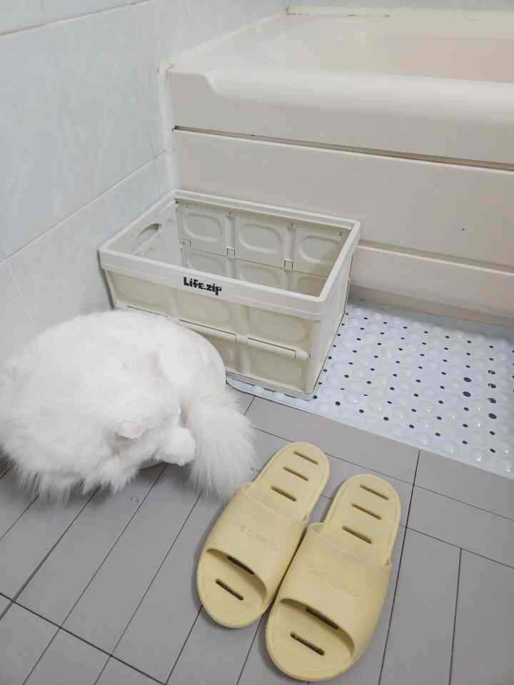 天気がそろそろ肌寒くなるから三水大夜に体をくしゃくしゃにして入る我が家猫の夢室ですね。  #고양이가있는집 #고양이와함께사는집 #고양이 #반려묘 #욕실 