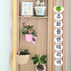 🌿조화 플랜테리어ㅡ초록빛 싱그러움🪴

딸네 집엔 예쁘고 가격 착한 조화 소품들이 많아요.

화분을 많이 놓고 싶지만 아직 어린아이가 있는 집이라 관리가 쉽지 않거든요.

호기심이 많아 화초를 만지기도 하고 흙을 꺼내기도 
해서요.

나무와 꽃을 좋아하는 아이를 위해 생화 대신 관리가 편한 조화로 집 안 곳곳에 초록빛 싱그러움을 더했답니다.

예쁨은 더하고, 관리 부담은 덜어내는 소소한 인테리어예요. 🌱

#예쁜템최고야 #콘수프기록집 #행잉플랜트 
#조화인테리어 #조화플랜테리어 #몬스테라 
#털실화분커버 #유칼립투스조화 #라탄바구니 
#행잉바스켓 #행잉바구니 #오늘의가든 