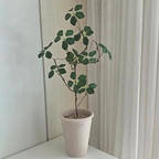 
#인테리어노하우

초록 식물 하나로 집 분위기 바꾸는 방법 🌿

집에 초록 식물이 있으면 공간이 한결 싱그러워 보이잖아요.

그런데 저는 식물을 관리하는 게 생각보다 쉽지 않더라고요. 
완전 식킬러...🥹

이번에 놓아본 엔카이셔스 조화는 가지가 자연스럽게 뻗어 있어 화이트톤 공간에도 잘어울리더라구요!
같은 조화라도 침실과 다른 공간에 놓아보니 분위기가 조금씩 달라지더라고요.

식물 관리가 부담스럽다면 조화로
집 안에 초록빛을 더해보는 것도 좋은 방법인 것 같아요. 🌿

#인테리어노하우 #콘수프기록집 #조화추천 #조화인테리어 #콘수프기록 #엔카이셔스 #엔카이셔스조화 #
