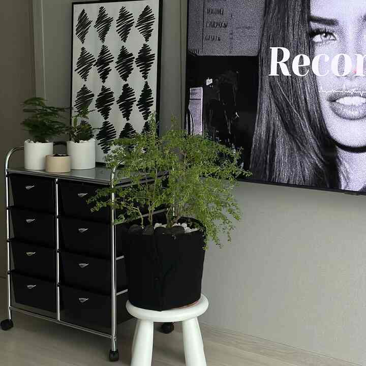 ナチュラルカラーの小さな部屋、黒のチェストと植物が配置された印象的で実用的なインテリア