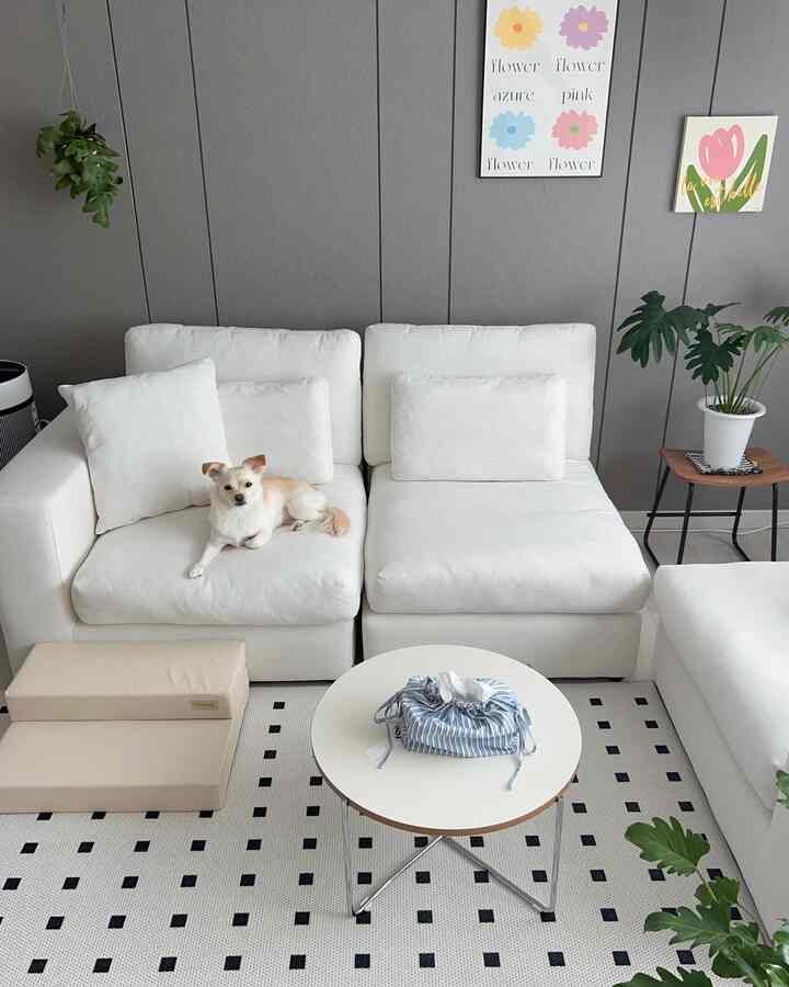 Natural living room with gray walls, white sofa, and pet stairs featuring a small dog resting