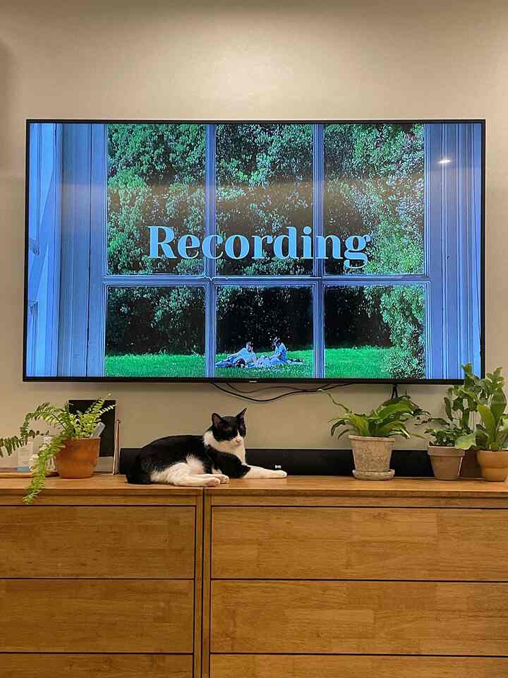 Modern living room with white walls, natural wood dresser, a black and white cat, and various plants arranged on top