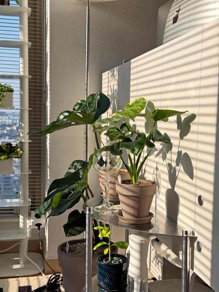 白い壁とナチュラルな木目の床の窓際コーナー、半円形の棚に多様な緑の植物が配置された、雰囲気のある癒しの空間