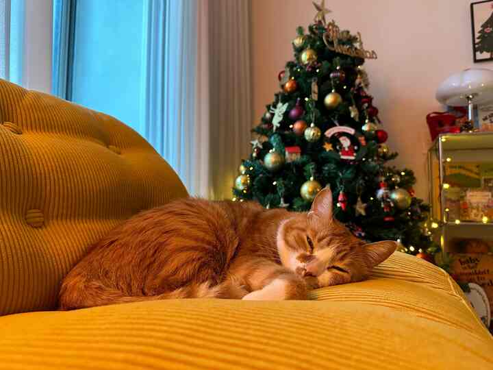 温かみのある黄色のソファとクリスマスツリーが配置されたリビング、くつろぐ猫がいる居心地の良い空間