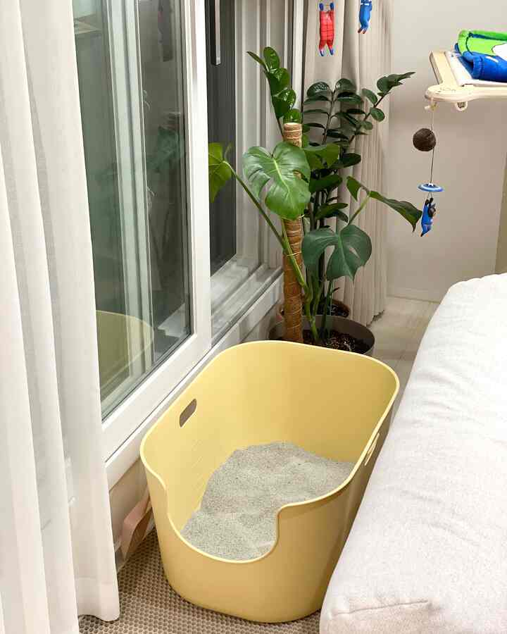 白と黄色のトーンのリビングの窓辺、猫トイレと大きな植物が配置された雰囲気のある空間