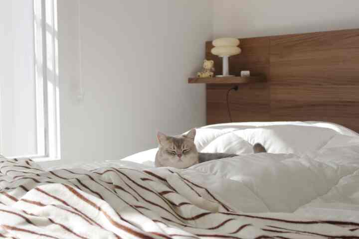 #猫と一緒に暮らす空間猫は日差しが一番好きです🌞

サンバーストレストランの寝室で日光浴しっかり楽しむ2.5歳のソムイ🤍
ベッドがラジキングサイズなので、ソムイと一緒に3つ前後に転がしても広くなります。 ><

寝具はわざわざアレルギーケア製品として選びましたが、毛もよく聞かず、発熱機能があり、布団だけ覆っていても暖かくなります。軽くて洗っても毛むらがなくて執事様におすすめです！

あ、ふとんの上にふわっと見えるあの毛布は、、、ふとんで一晩前のキンバプがする妻のために夫のミニふとんで使われています。夫ごめん😅

＃寝室＃寝室飾り＃寝室スタイリング＃寝室家具＃ベッド＃寝具おすすめ＃寝具スタイリング 
＃新婚旅行＃新婚旅行のインテリア＃新婚旅行の装飾＃新婚旅行の寝室＃新婚日常 
＃猫と一緒に＃ペットの墓のテリア 
