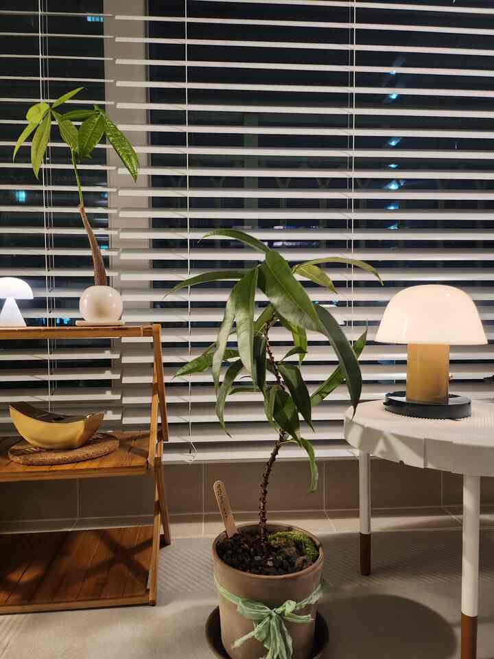 #明けましておめでとう

🌿初心者式執事の冬のナギ、プランテリアチャレンジ

真夏には煮込んだ私たちの家の植物が冬になるので、席をつかむことは容易ではありませんね。
植物たちを配置して #プランテリアする楽しさにすっかり落ちたが、
冬になるので、日光と温度のために悩みが多くなりました。

私のように冬場の室内植物管理に悩みが多い方々！
一緒に蜂蜜チップを分けるといいと思います。 ✨

🌱初心者式執事のための冬季プランテリアハニーチップ
✅ 1.植物も冬には暖かい席が必要です！
冬には温度変化が少ないところがいいです。
特に窓辺の近くは日光は良いですが、夜は寒すぎるかもしれません。
寒波がひどいときは、室内側に移してくれるのがいいです。

✅ 2. 日光が足りない場合は？補助照明を活用してください！
太陽が短くなり、植物が光を十分に受けにくい季節です。
こういう時は、間接照明を活用して光を補ってくれればいいですよ。
私も＃レクソンミナ照明と一緒に雰囲気のあるプランテリアを完成しました。
照明一つだけ追加しても、空間がさらに暖かく見えました。

✅ 3. 暖房で乾燥する室内、湿度調節必須！
冬季には暖房のため室内空気が簡単に乾燥します。
植物も同様に乾燥した空気に葉が乾燥できますよ。
✔加湿器を活用する
✔土の表面が乾燥しすぎる前に、水周期を調整する
✔水受けに砂利を敷いて水を満たして湿度を維持する
このように室内湿度を調節すれば植物の健康に役立ちます。

✅ 4. 水周期は夏より確実に減らす！
冬には植物の成長速度が遅くなるため
夏のような頻度で水をあげると、むしろ過湿で根が傷つくことがありますよ。
土が十分に乾いたとき、適量だけ与えるのがポイント！

🏡植物と調和したインテリアのためのおすすめアイテム
✔ウッド素材の棚 – 自然なムードを加えるアイテム
✔感性的な照明（レクソンミーナ、ムードなど） - 暖かい雰囲気を演出
✔シンプルな植木鉢＆台座 - プランテリアをきれいに整理
✔オイルバーナー＆ディフューザー - さわやかな香りまで加えれば完璧！

✨初心者式執事も簡単につながる冬季プランテリア
冬季にも元気に植物を育てながら感性的なインテリアまで仕上げたいなら、
✔日光＆温度調節
✔湿度管理＆水サイクルチェック
✔照明と小道具で感性を加える
この3つですが覚えていれば初心者式執事も難しくありません！ 💚

もし冬の植物管理ハニーチップがあれば共有してください！
お互いにノウハウを分けながら暖かい屋内庭園を作りましょう。 🌿✨

＃今日の庭＃初心者執事＃冬の鉄植物管理＃プランテリア
＃ゴムの木＃パキラ＃セタゴ＃植物棚
＃インテリアの花は照明＃レクソンミナ＃オイルバーナー
#食執事