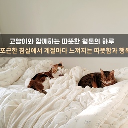 우리 집 #웜톤인테리어
#오라이프 #반려동물
