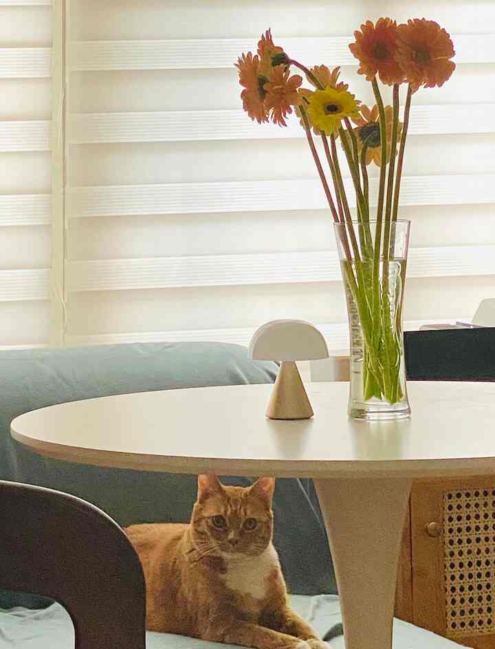 ホワイトとグリーンのトーンのリビング、中央にはガーベラの花瓶とテーブルランプ、ソファに座るオレンジ色の猫がいる雰囲気のある空間