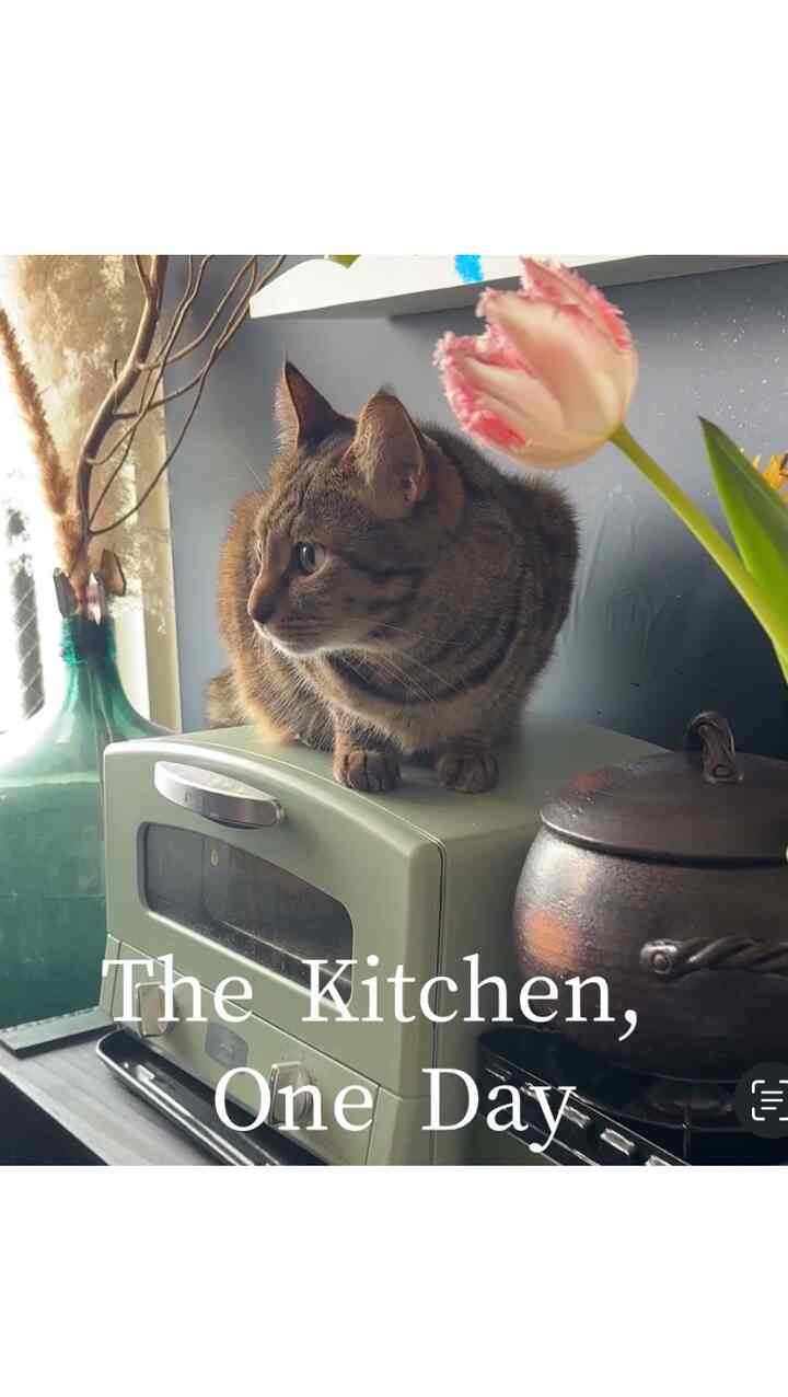 Nyan likes to sit on top of the toaster.

The tulips look great on her.

#Moipi's room #古民家 #古家具 #ジャパンディ #ニトリ #IKEA #イケア #こたつ #畳 #小上がり #キッチン #台所 #kitchen #ライト #ランプ #蝋燭 #キャンドル #キャンドルライト #interior #猫 #猫のいる暮らし #🐈 #cat
