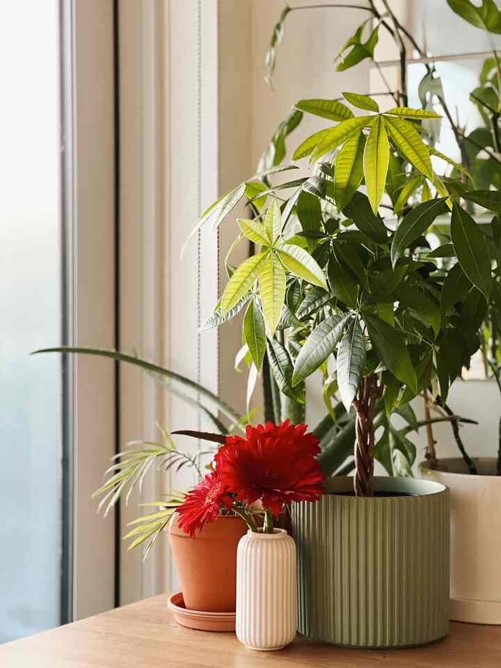Natural tone corner by the window featuring plant pots and a red vase with flowers, creating a peaceful atmosphere