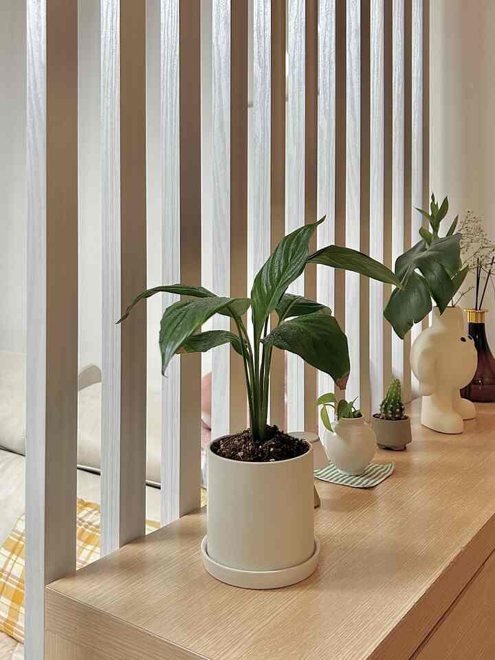 ＃コンスープ記録＃自宅で最高の忙しい5

今日は植木鉢に水をあげ、日当たりの良いシャワーを与えます。
春のバフを受けて芽をもっと頑張るという意味で
植物照明も注文しましたㅎㅎ

植木鉢ごとに葉が出ています。
この王なら大きくて丈夫に成長します🙏🏻

🙋🏻‍♀️ああ、私のインスタグラムもあります！ @happy_sxmmxr （日焼けしていただくと必ず揃います🤍）

#24ピクニックインテリア＃チャーターハウスを飾る＃パーティション＃パーティションインテリア＃ラグ＃ラグインテリア＃今日の庭
