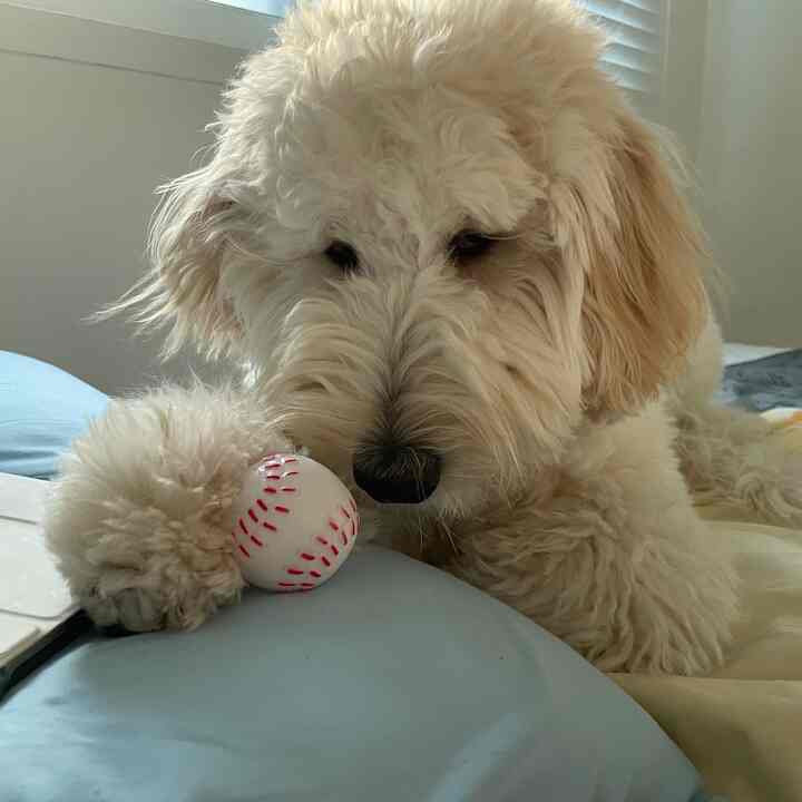 白と青の色調の寝室、居心地の良いベッドの上に犬とおもちゃが配置された温かみのある雰囲気のインテリア