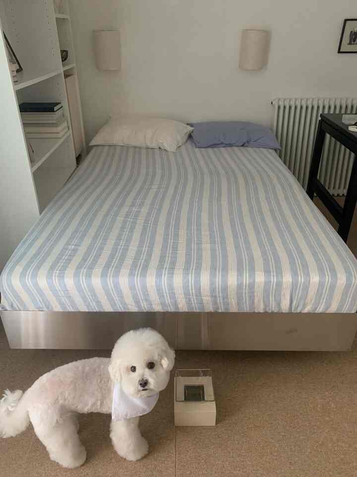 ホワイトとブルーのトーンの寝室、中央にベッドと枕があり、手前に白い犬がいるシンプルな印象的な空間