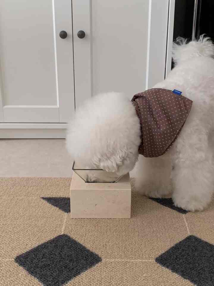 白とベージュのトーンの空間、バンダナをつけた犬がダイヤ柄のラグの上で食器から食べている様子