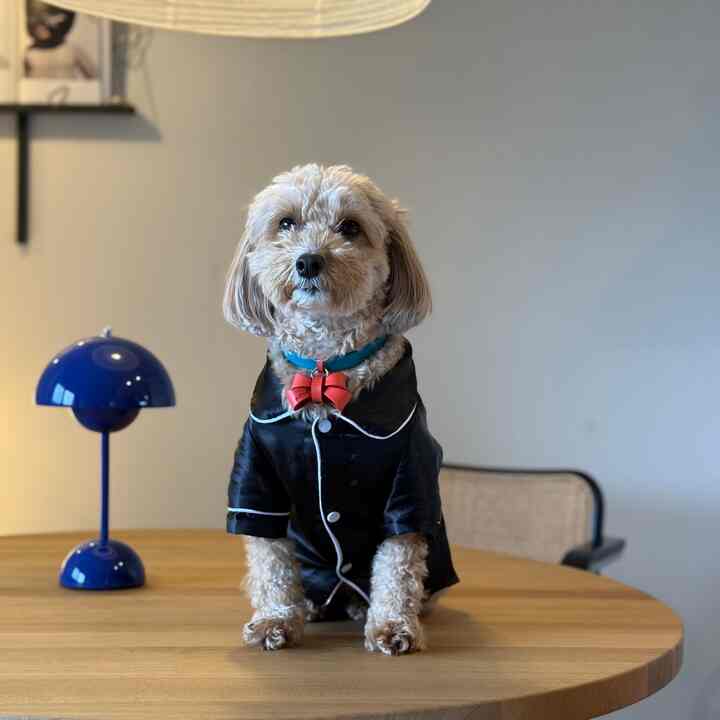 Cozy living room space with a wood tone table featuring a dog dressed in black sitting on top