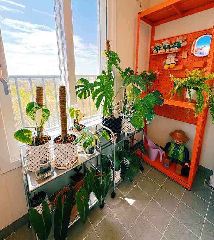 #ベランダ

染まる日差しの中で青が育つベランダの一日🩵
爽やかなオレンジ🧡🍊カラーの＃ワユメ棚のおかげで、別途のインテリア施工なしでも植物と小物が調和して調和する感性ガーデンゾーンが完成しましたよ💝
#ベランダ活用法では最高！
日当たりの良い窓際に置いた棚の上でモンステラ🪴とフィロデンドロンがさりげなく成長し、かわいいオブジェと小物たちが空間に生気を加えてくれます💚

飛行機✈️窓の照明🟡は旅行を夢見させ、プレイモビルの友人は植物を守るように位置しています。
そして、もしかしたら分からない湿気や臭いまでつかむバス生活消臭剤も散布時に一緒に植物の横でも安心して使えるほのかな脱臭テムですよ❗

この小さな空間がくれるヒーリング感、家の中でも自然を享受できるというのが本当にいいです😊🩷

＃今日の家＃ベランダインテリア＃グリーンテリア＃ホームガードニング＃感性空間＃ヒーリングスポット
