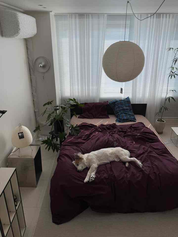 白とバーガンディの色調の寝室、中央にベッドと犬が置かれた印象的なミッドセンチュリーモダンのインテリア