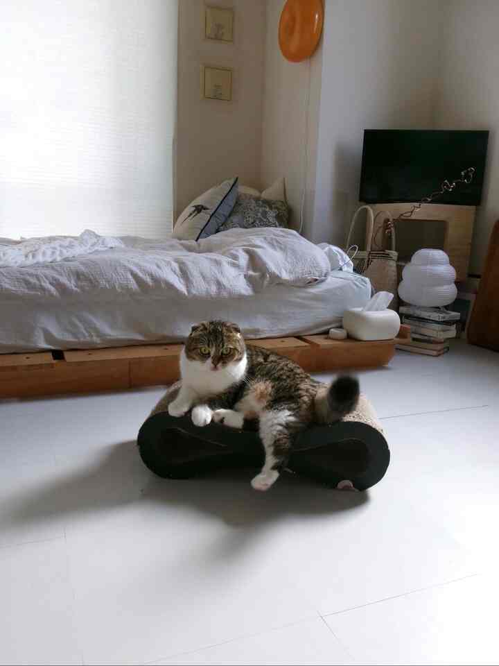 白い床と木目調の寝室、中央の爪とぎに座る猫がいる落ち着いた空間