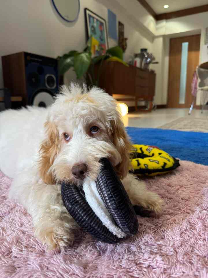 オレオみたいな犬用おもちゃ！飾っておきたいくらいかわいいのでご紹介させてください🥹インテリア好きな犬飼いさんに届け〜っっ プレゼントにもおすすめ…🫶

#リビング #ラグ #ラグカーペット #犬がいる暮らし #犬用おもちゃ #インテリア小物 #インテリア雑貨 