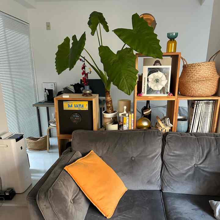 Ohouse Seoson 8 Ambassadorsになりました！！これからインテリアの写真あげていきたいと思います！
#ohouseambassador #ikea #sofa #interior #観葉植物 #ソファ　#花瓶　#popeye   