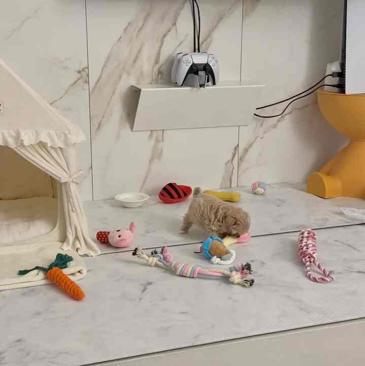 白とベージュの色調の小型犬用スペース、柔らかいマットとペットハウス、多彩なおもちゃが配置された印象的で安全な環境