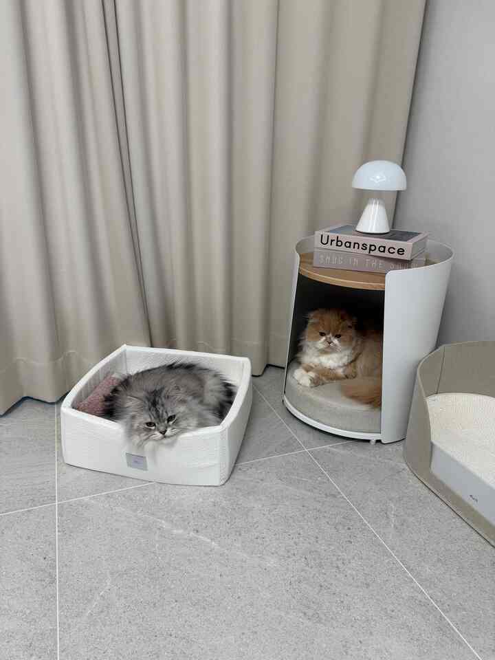 ＃今日の午後4時ごろ猫の姿😻
一桁ずつぴったりと座っています。
私の家の猫たちが一番好きな空間です。

暗幕カーテンのおかげで、ほのかで静かな雰囲気が作られているから、
一日は最近「モウスタジオニャンバンパーボックス」で、
宇宙は「ドゥイットラウンドテーブルハウス」の中で楽に休んでいます。
それぞれの好きな席を自分で選んでいる姿が
見るたびに可愛くて特色になりました。

リビングルームにはいつも子供専用の空間を設けてくれていますが、
飽きのこない配置も頻繁に変えてくれ、
しばらく使用しないでください。
新しいようによく書いてくれていつも新しいです。

あまり出せないので家も整った感じなので満足で、
トーンオントーンで選んだベッドがインテリアとも調和しています。
猫用製品なのにぎこちなく自然に浸透するのが
一番好きです。

猫と一緒に暮らしながらも
きれいでミニマリストな空間を維持したい方へ
ちょっとした参考になってほしいです。

#집냥이 #집냥이클럽 #집사 #집사일상 #고양이스크래쳐 #두잇테이블하우스 #두잇 #고양이집 #강아지집 #고양이방석 #강아지방석 #거실인테리어 #미니멀라이프 #톤온톤 #고양이와함께 #캣퍼니처 #내돈내산 #공간분리 #암막커튼 #정리정돈 #살림팁 