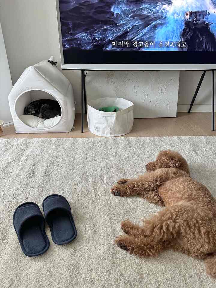 ベージュ色調のリビング、広いラグの上に犬とペットハウスが配置された穏やかな空間