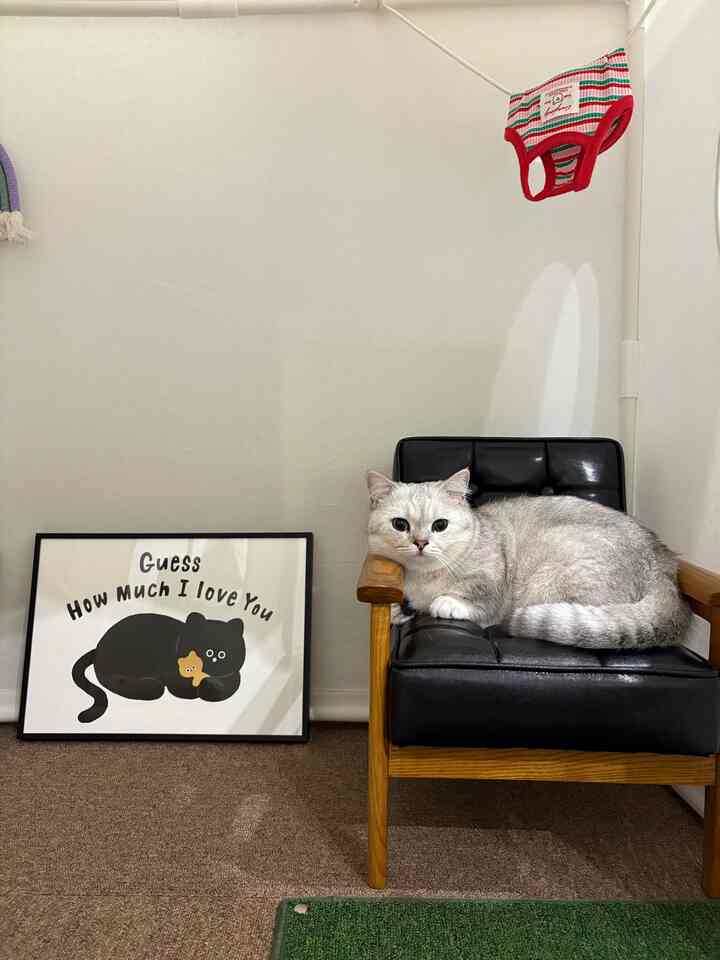 猫部屋の小さなギャラリールーム 

ソファの横に置かれた小さな額縁の一つで 
雰囲気が盛り上がったGenariさんのスタジオ 
「Nari&Co」です ㅋㅋㅋㅋㅋㅋㅋㅋㅋ
いつの間にかかりさんの展示会場になってしまいました。

しばらくを見物していたGangariさん、
突然ソファに着席したら.. 
絵の中の猫とシンクロ率100％認証！

「もしかして…私の肖像画ですか？」  #집사 #고양이인테리어 #집사일상 #작은방인테리어 #미니인테리어 #집사인테리어 #고양이집 #반려동물 #소품 #포스터   #반려동물소품 #펫테리어 #냥테리어 #아이방꾸미기 #펫가구 #캣타워 #고양이용품 #고양이방꾸미기 #고양이방  