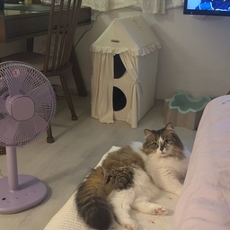 집에 있으면 놀아주길 바라는 냥이의 눈빛들👀
그럼 저는 누워서 장난감을 흔들어줍니다
장난감 길이가 한 1미터 되거든요? 침대에 앉아서 움직이지 않고도 냥이 운동시키기 가능👍🏻
소금이는 액션만 크고 장난감을 안잡고 그냥 날뛰고 도도는 한 방에 낚아채서 발톱에 걸고 매서운 눈빛으로 안놔줘요. 근데 왜 냥이들은 왜 지치지 않는거죠,,,?
집에서도 냥님 놀아주랴 바쁜 인생🤍
#집에서제일바빠 #콘수프기록 #고양이와함께사는집 #고양이가있는집 #냥테리어 #냥템 #반려묘 #반려동물 #반려동물인생세컷 #고양이집사 #집사일상 #맞팔선팔 