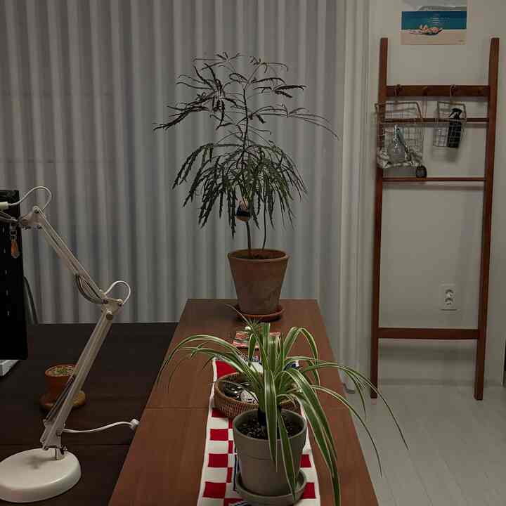 RENE LADDER ハンガーラック［2色］を使ったコーディネート 1