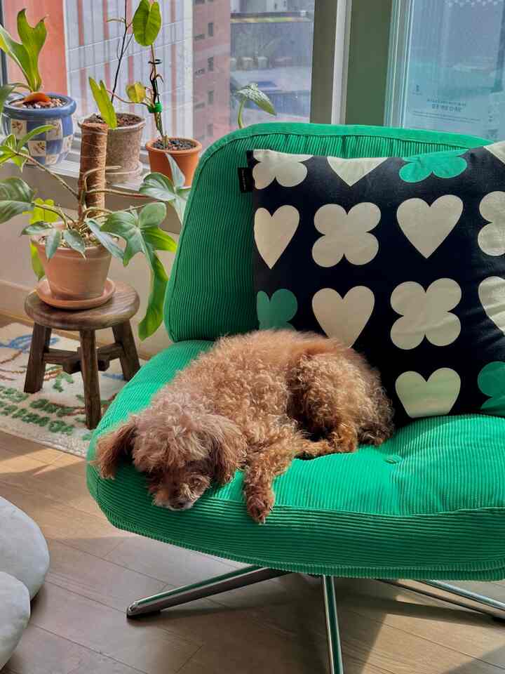 Natural-toned living room by the window featuring a brown dog resting on a green stool and several potted plants