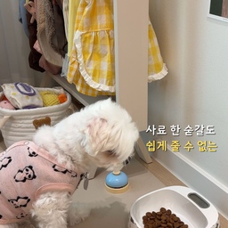 매번 저울 꺼내서 무게 재던 사료 급여 루틴  
스마트 저울 밥그릇으로 바꾸고 나서 훨씬 간편해졌어요
사료를 올리기만 해도 0.1g 단위로 바로 무게 측정  
건강 관리를 위해 식사량 조절이 필요한 반려동물 가족한테  
진짜 루틴템이라고 느껴졌어요
당뇨나 비만 관리 중인 반려동물은 물론이고 
건강하게 식사량을 조절하고 싶은 모든 반려동물 가족에게 
진짜 도움되는 제품이라는 생각이 들었어요✨💛
#오늘의집 #오늘의집살림 #오늘의집인테리어 #오늘의집추천 #오늘의집템 #살림템 #생활템 #강아지밥그릇 #반려동물용품 #반려동물템  
#강아지루틴 #강아지용품 #강아지필수템 #강아지건강관리 #강아지정량급식 #반려견템 #반려동물관리 #강아지다이어트 #생활루틴 #반려동물추천 #내돈내산 #콘수프기록 #맞팔 #소통