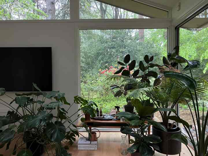 Natural toned living room featuring large green plants and wooden coffee table by a big window, creating a cozy atmosphere