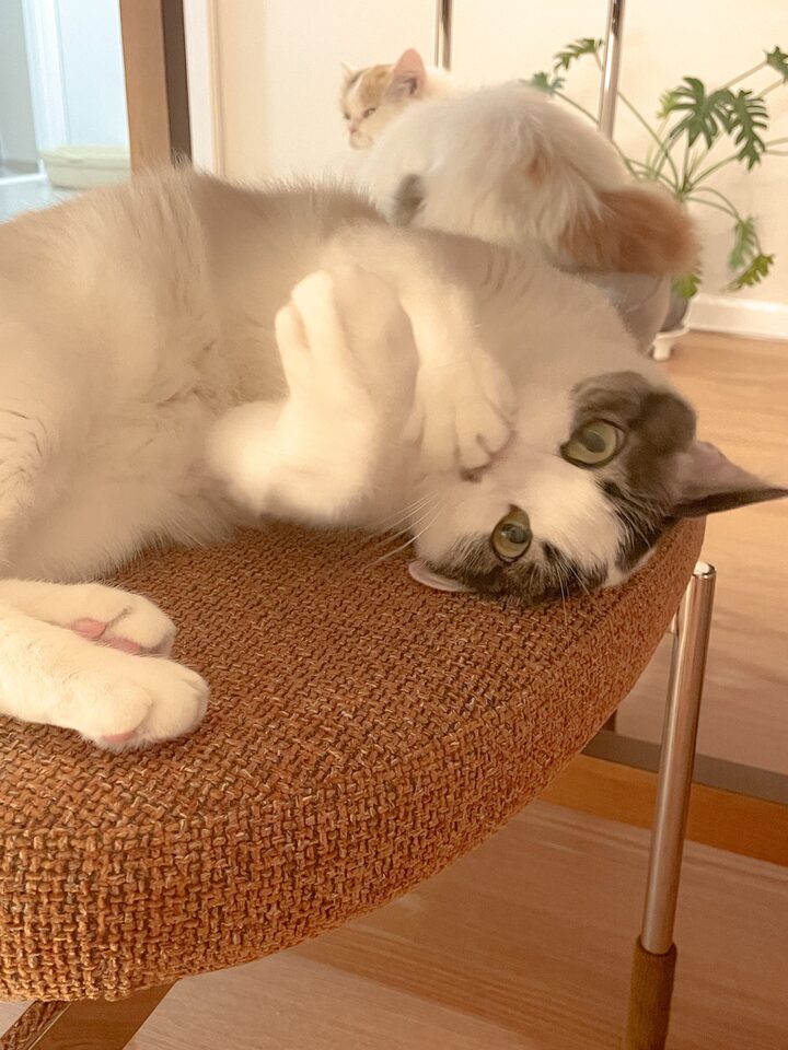 short form carousel card thumbnail