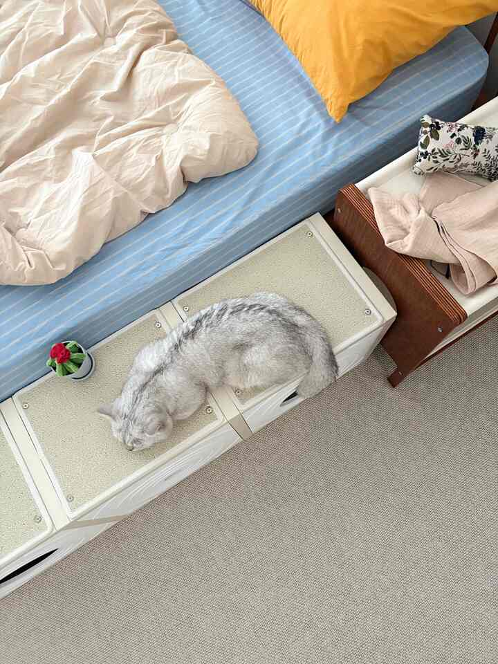 ウッドトーンの寝室に青のストライプマットレスと白いキャットタワーが配置され、猫がくつろぐ印象的な空間