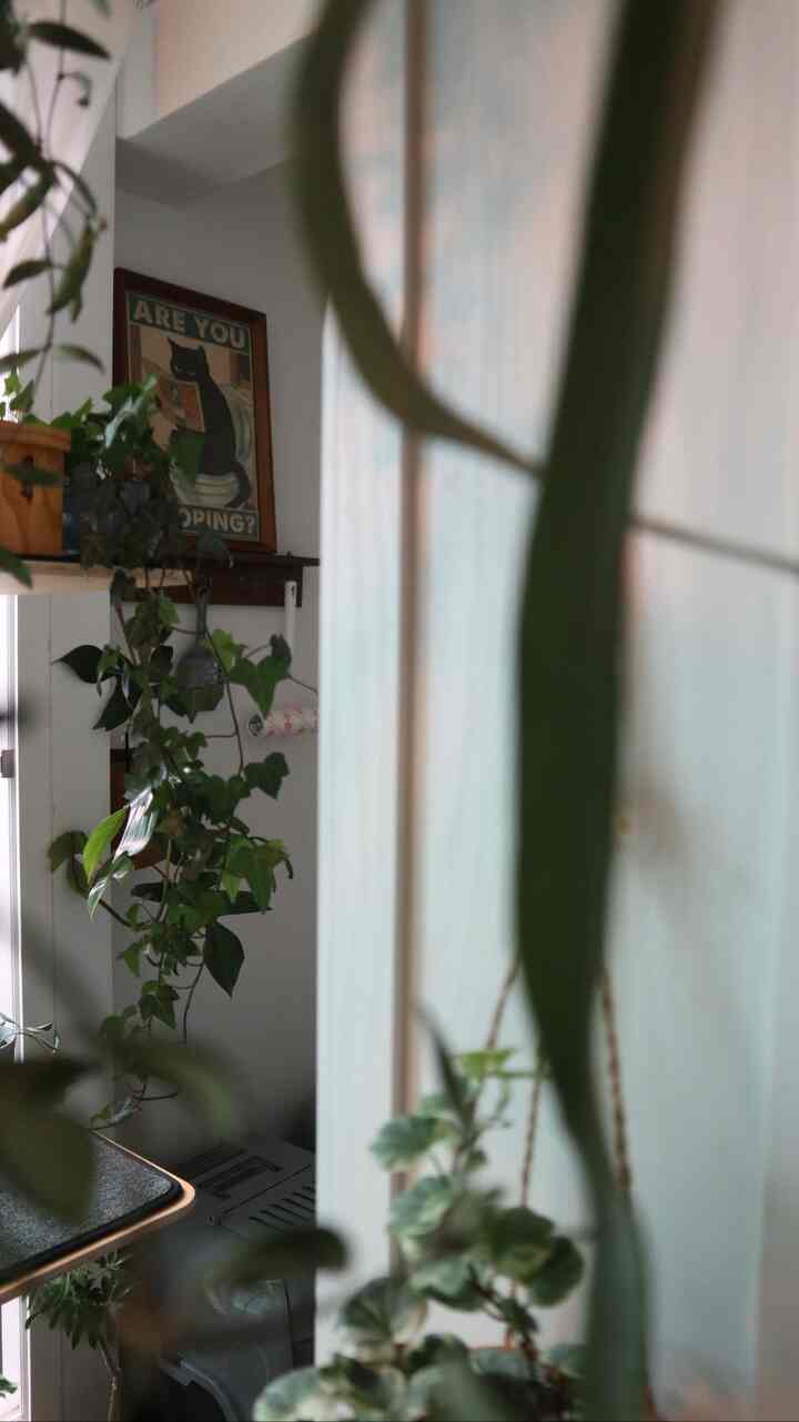  #식물데코